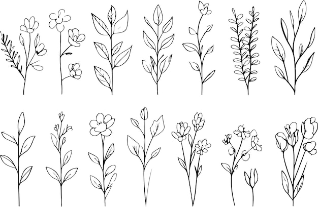 Elegantes ilustraciones de rosas blancas y negras