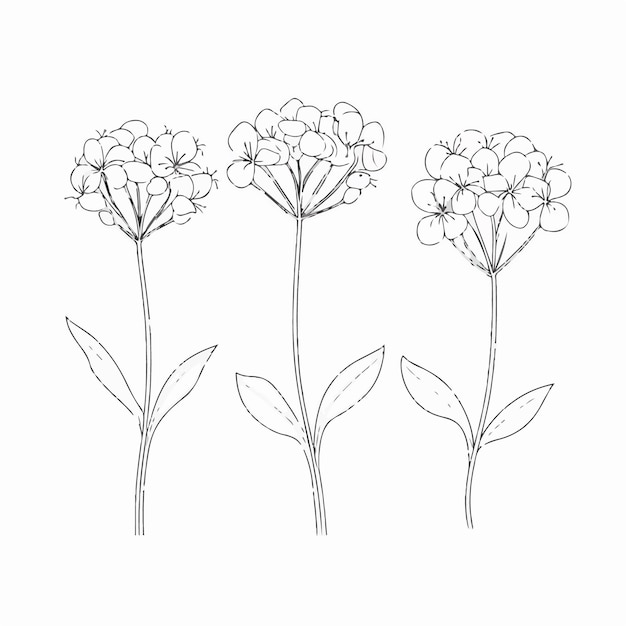 Elegantes ilustraciones vectoriales de hortensias adecuadas para varios diseños