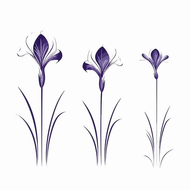 Elegantes ilustraciones vectoriales de iris adecuadas para varios diseños
