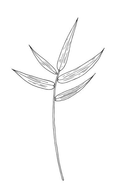 Elemento aislado de vector dibujado a mano de hoja tropical de bambú para diseño en color negro