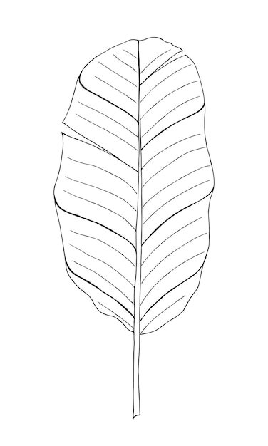Elemento aislado vectorial dibujado a mano de hoja tropical de plátano para diseño en color negro