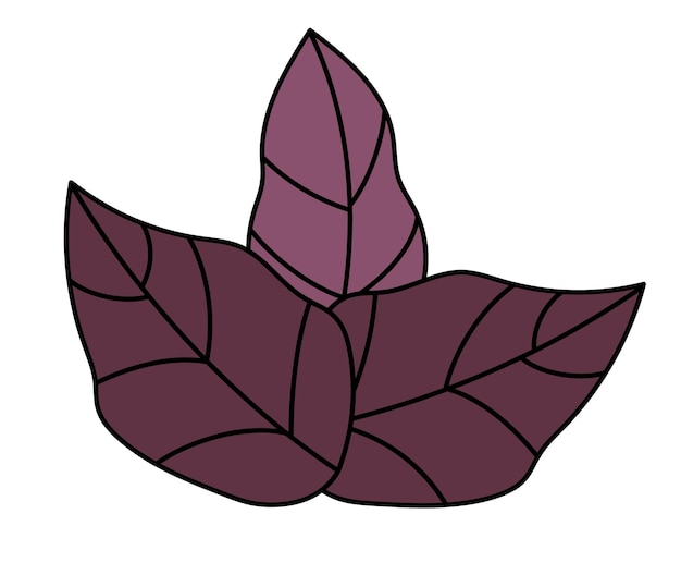 Elemento de albahaca púrpura Planta con hojas especia condimento y hierba producto orgánico cocción picante