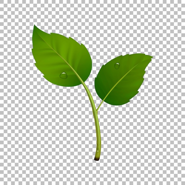 Elemento de brote verde. Ilustración con par de hojas y gotas de rocío. Concepto de ecología, icono realista en.