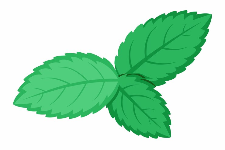 Vector elemento cortado de menta aislado sobre un fondo blanco