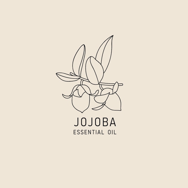 Elemento de diseño de empaque vectorial e ícono en estilo lineal aceite de jojoba comida vegana saludable signo de logotipo