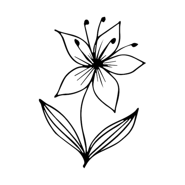 Elemento de garabato de flores botánicas dibujadas a mano para el concepto de diseño floral