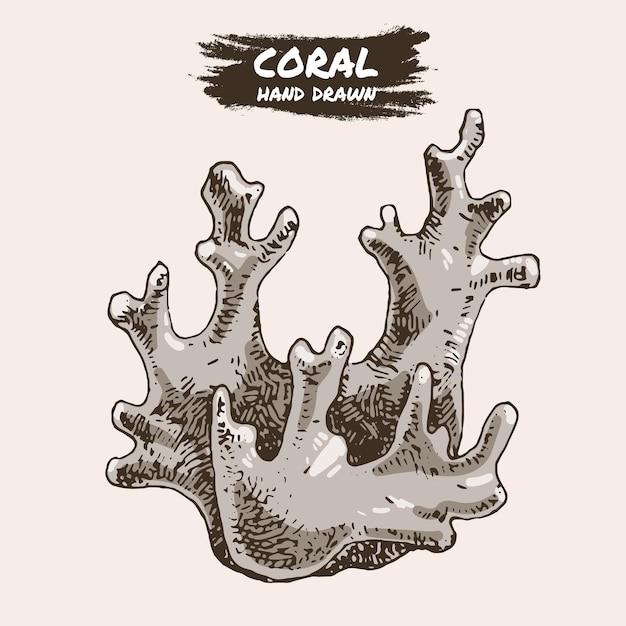 Elemento gráfico de boceto de algas de coral Arrecife de coral de moda bajo el agua Estilo grabado de boceto de color Ilustración de vector de dibujo a mano aislado