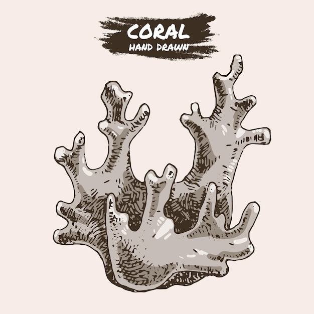 Elemento gráfico de boceto de algas de coral arrecife de coral de moda bajo el agua estilo grabado de boceto de color ilustración de vector de dibujo a mano aislado