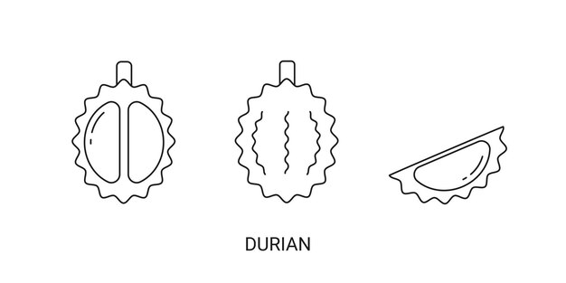 Elemento de icono de fruta exótica durian para web