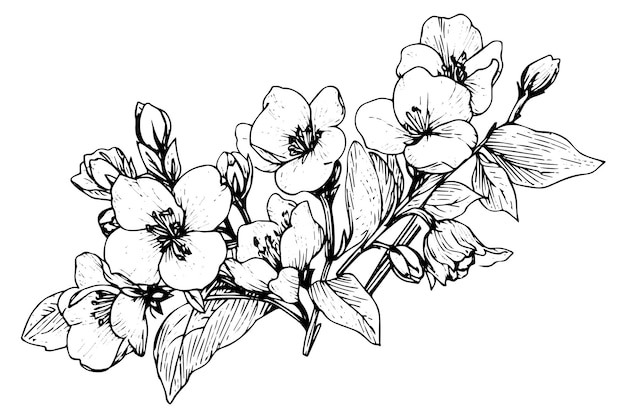 Elemento de ilustración vectorial de cosmea aislado Arte de tinta de estilo grabado en blanco y negro