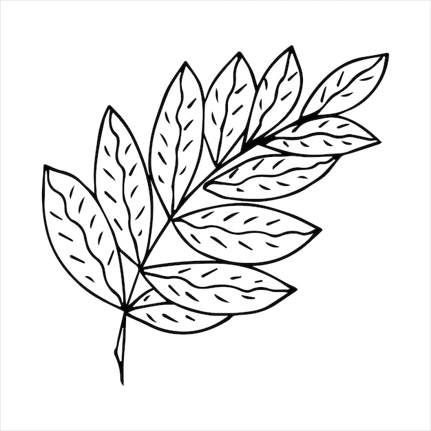 Elemento de planta de garabato dibujado a mano para el concepto de diseño floral