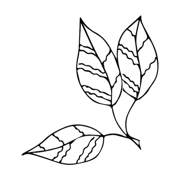 Vector elemento de planta de garabato dibujado a mano para el concepto de diseño floral