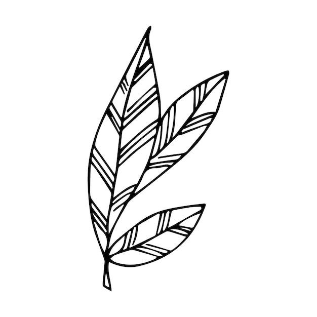 Elemento de planta de garabato dibujado a mano para el concepto de diseño floral