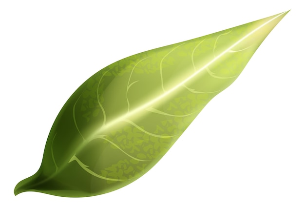 Elemento de planta realista de hoja verde para producto ecológico aislado sobre fondo blanco