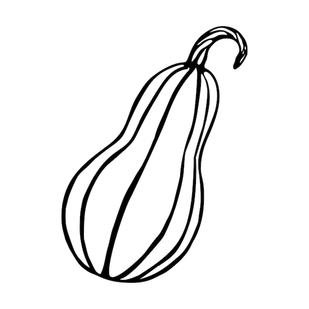 Elemento único de vector de calabaza de garabato aislado en un fondo blanco