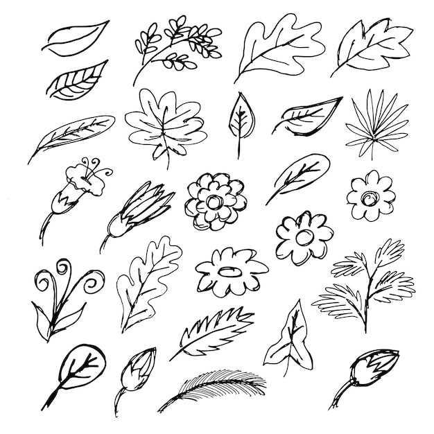 Elemento vectorial orgánico botánico dibujado a mano