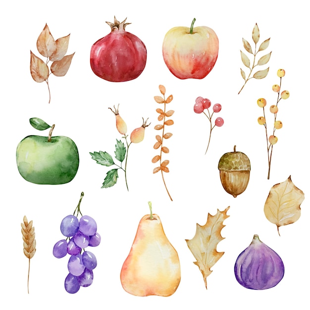 Elementos de acuarela de acción de gracias frutas bayas y hojas.