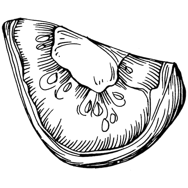 Elementos aislados de tomate Ilustración de vector de boceto de verduras
