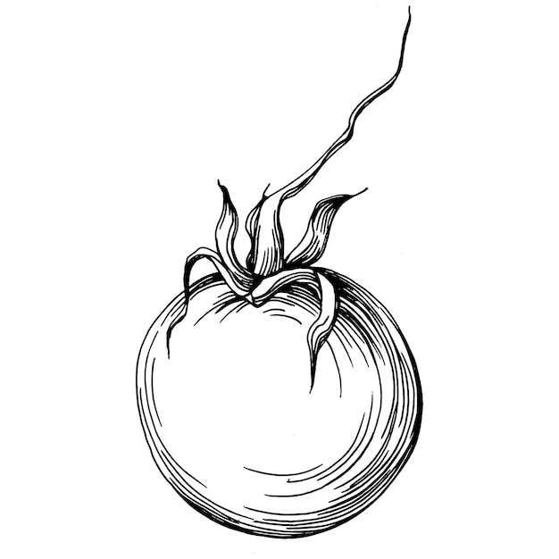 Vector elementos aislados de tomate. ilustración de vector de dibujo de verduras. estilo grabado. producto en el mercado agrícola. el mejor situado para menú de diseño, etiqueta, insignias, pancartas y promoción.