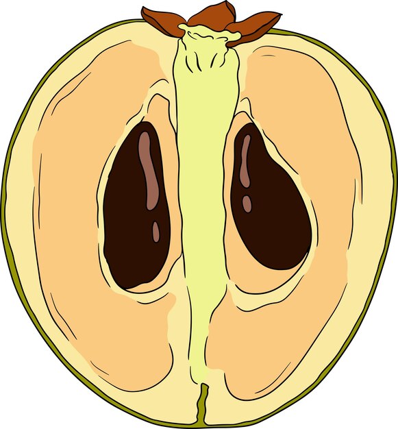 Elementos Chiku Sapodilla moringa pouteria frutas de colores Vector diseño botánico de lo exótico