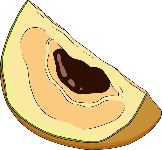 Elementos Chiku Sapodilla moringa pouteria frutas de colores Vector diseño botánico de lo exótico