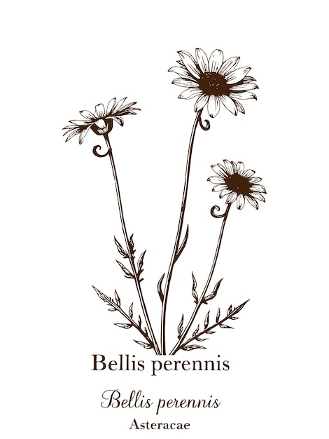 Elementos de diseño floral elegante dibujo a mano clásico Vector