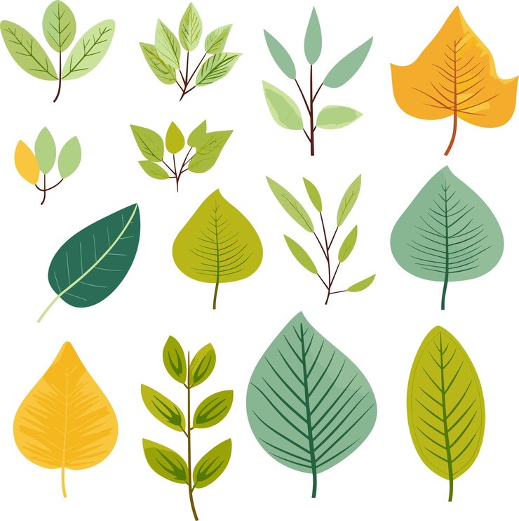 Vector elementos de diseño de hojas sobre fondo blanco