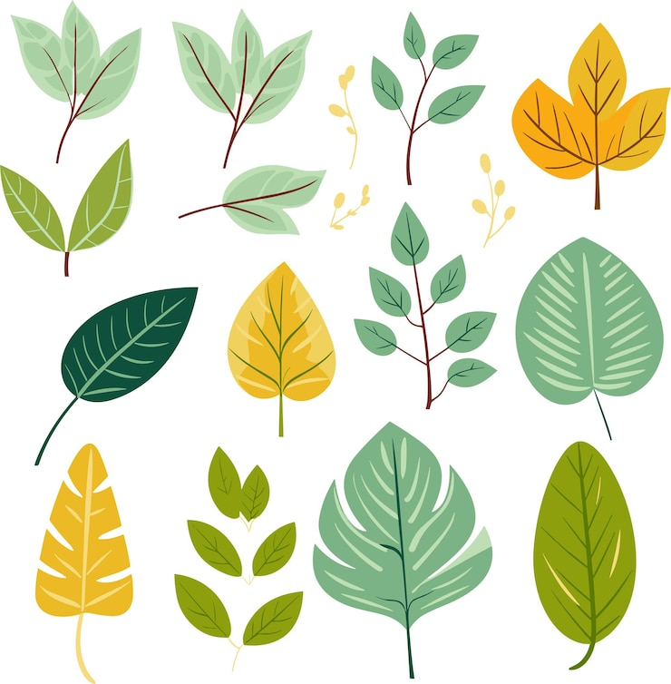 Vector elementos de diseño de hojas sobre fondo blanco