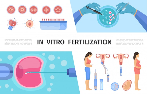 Vector elementos de fertilización in vitro planos establecidos con mujeres embarazadas preparación de esperma desarrollo de embriones y procesos de transferencia jeringa de tubo de células