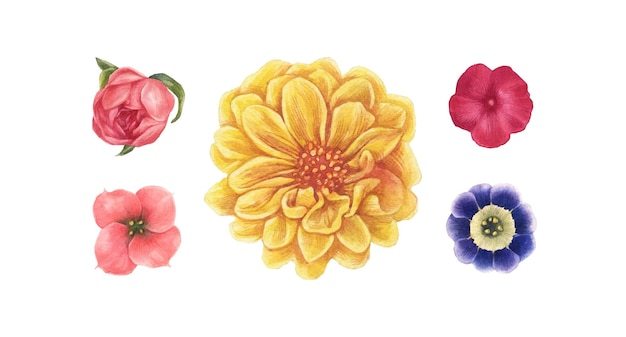 Elementos de flor de acuarela aislados púrpura rosa amarillo rojo en vector