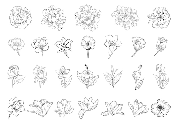Elementos florales dibujados a mano