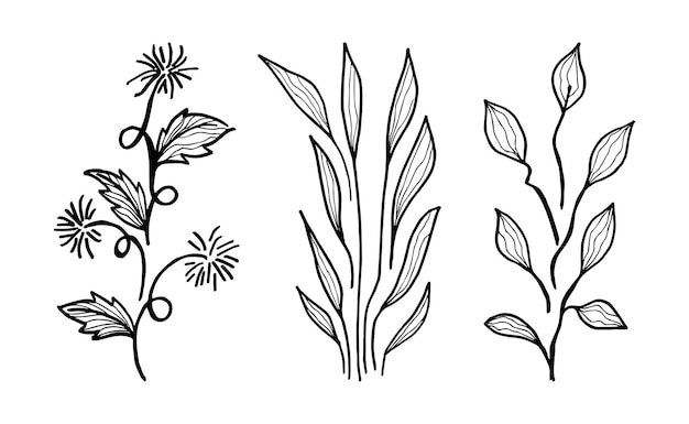 Vector elementos florales de diseño vectorial dibujado a mano