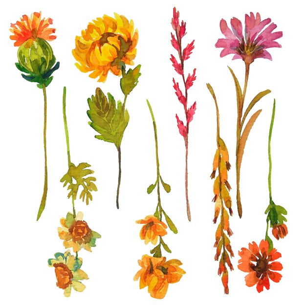elementos de flores de acuarela