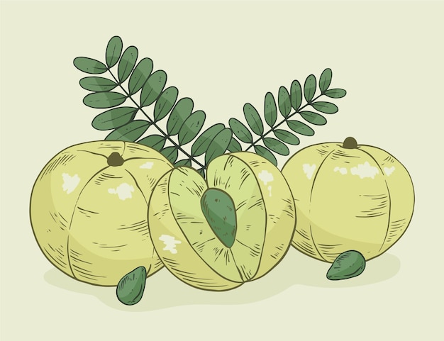 Elementos de fruta de amla dibujados a mano realistas