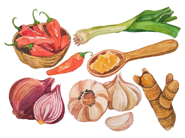 elementos de hierbas de acuarela