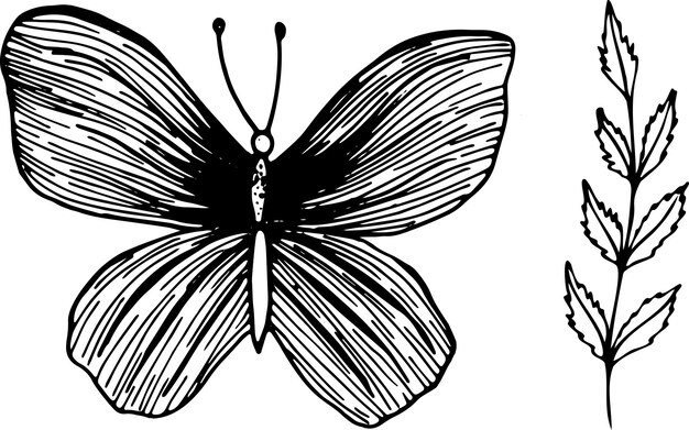 Elementos vectoriales aislados mariposa y rama con bayas en elementos de estilo boceto para el diseño de logotipos