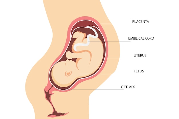 El embarazo. Anatomía del útero con un feto.