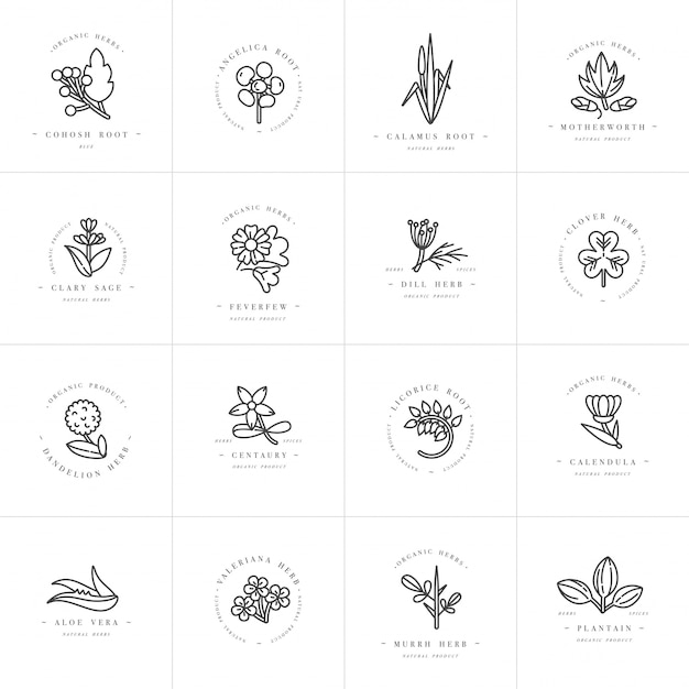emblemas y plantillas de diseño monocromo - hierbas saludables y especias. Diferentes plantas medicinales y cosméticas. Logotipos en estilo lineal de moda.