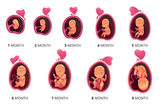 Embrión mes etapa crecimiento desarrollo fetal vector iconos infográficos planos ilustración médica del ciclo del feto de 1 a 9 meses hasta el nacimiento