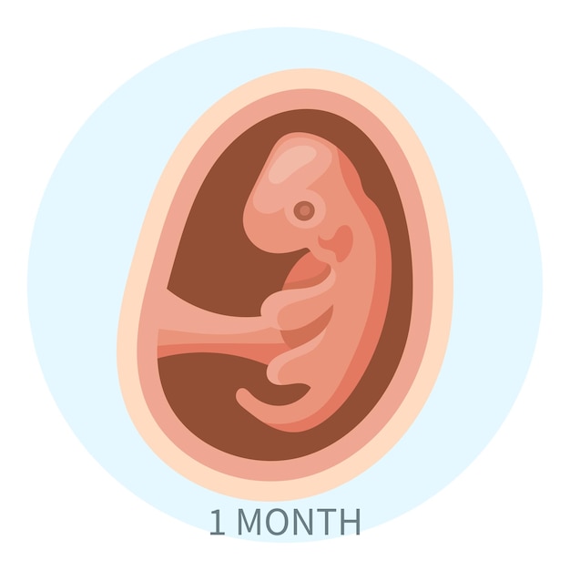 Embrión en el útero, primer mes. desarrollo y crecimiento del feto durante el embarazo, etapa mensual