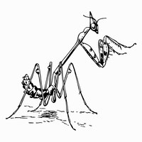 Vector empusa mantis