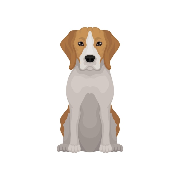 Vector encantador beagle en posición sentada pequeño perro de caza cachorro de pelo corto con orejas largas y bozal lindo diseño de vector plano
