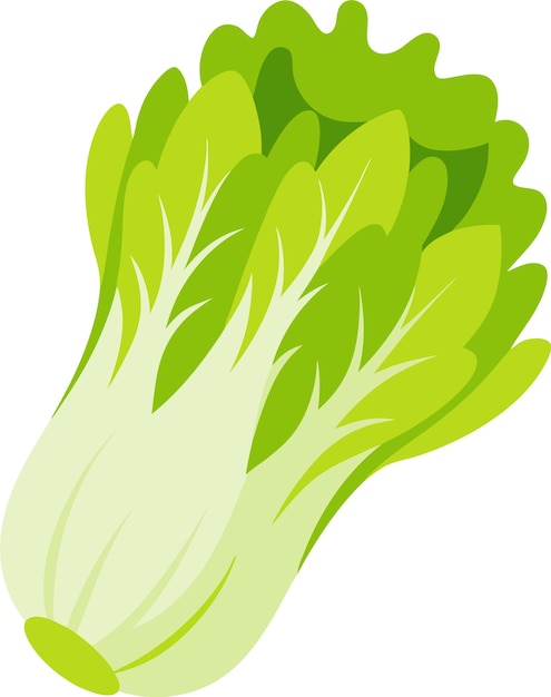 El endivo rizado de verduras orgánicas de la naturaleza