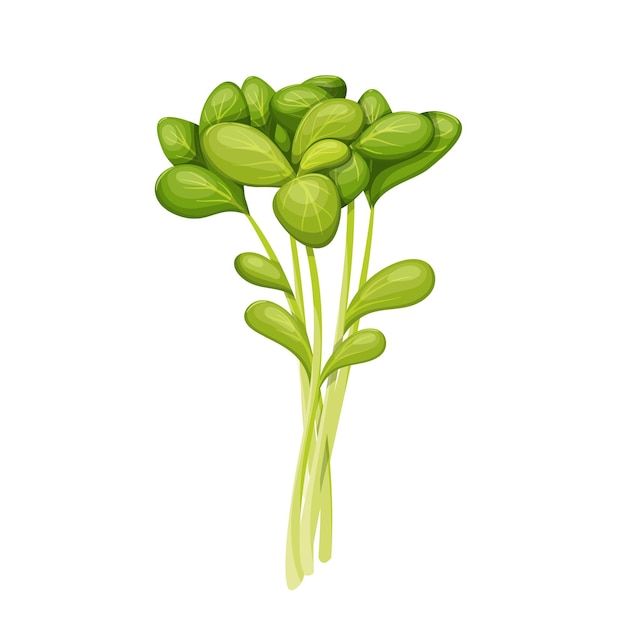 Ensalada de berro verde deja ilustración vectorial.