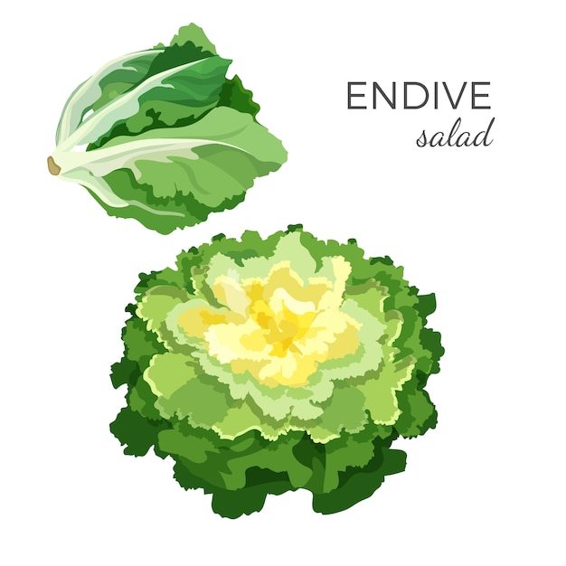 Vector ensalada de endivias frescas orgánicas