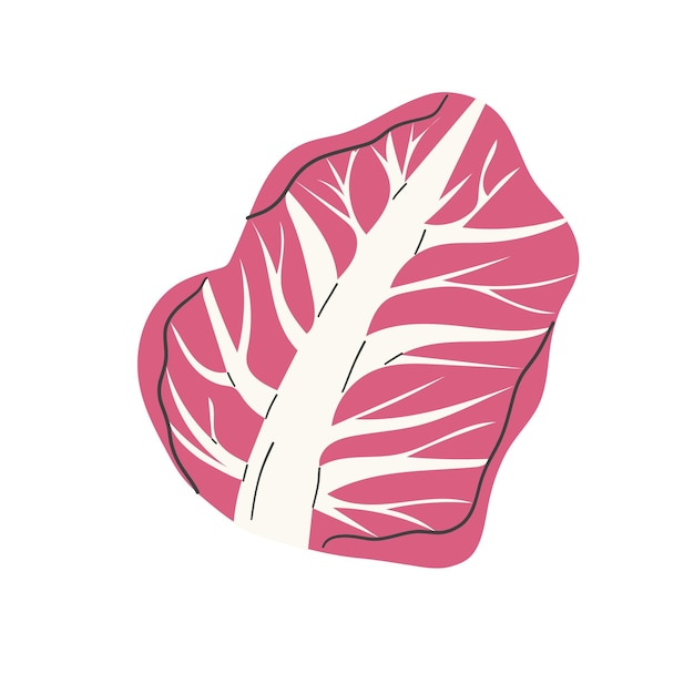 La ensalada fresca de radicchio deja un vector de alimentos vegetarianos orgánicos saludables Ilustración en un fondo blanco