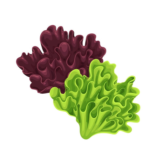 Ensalada de lechuga de roble rojo y verde deja ilustración vectorial.