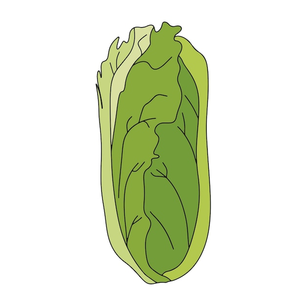 Ensalada romana planta de lechuga Naturaleza orgánica fresca verde vegetal hojas