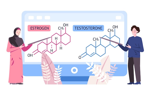 Enseñanza de la molécula de estrógeno como hormona femenina la molècula de testosterona como hormona masculina ilustración vectorial de fondo de color plano moderno