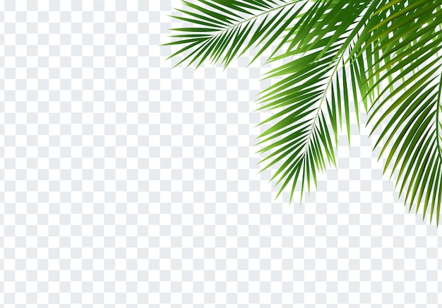 ePalmTreeBranchIsolatedTransparentBackground_10_M_250620